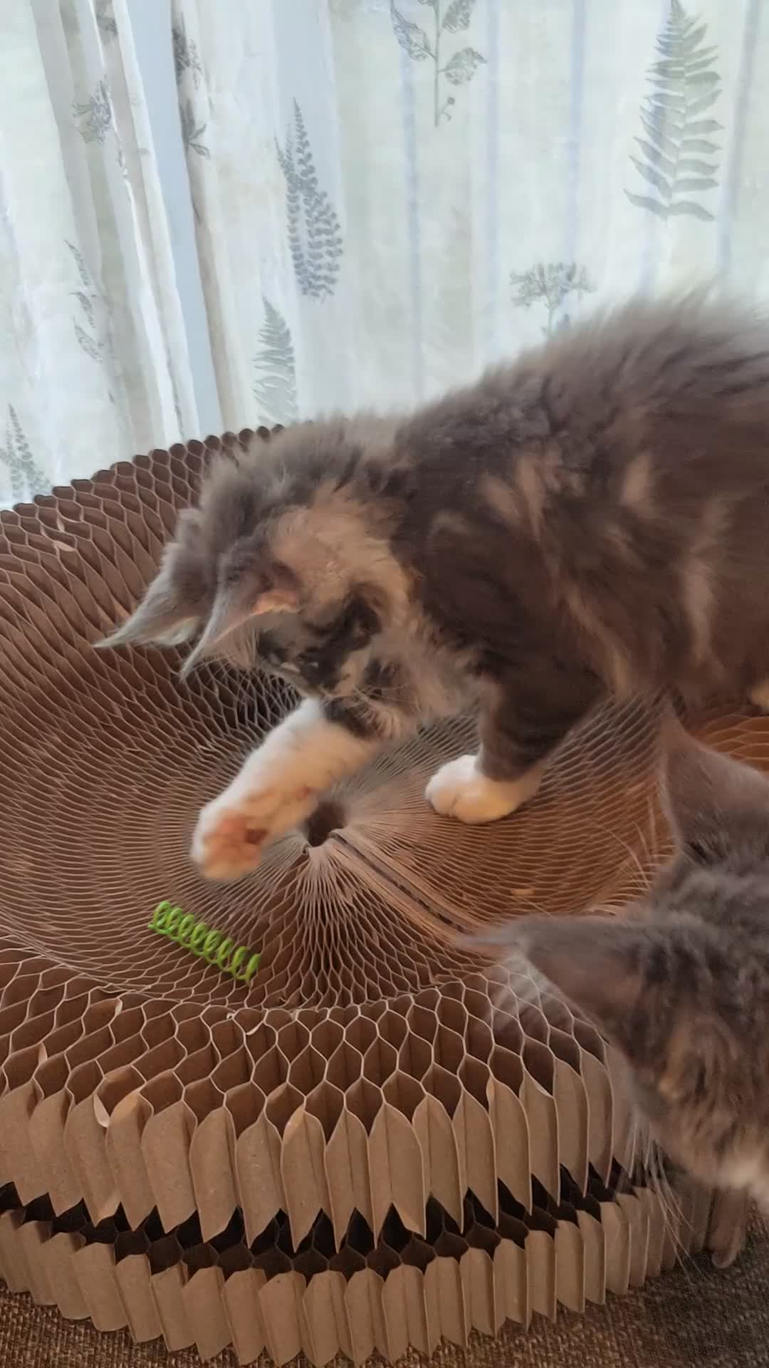Maine Coon cats for sale: Three adorable Main kittens  - Video 1