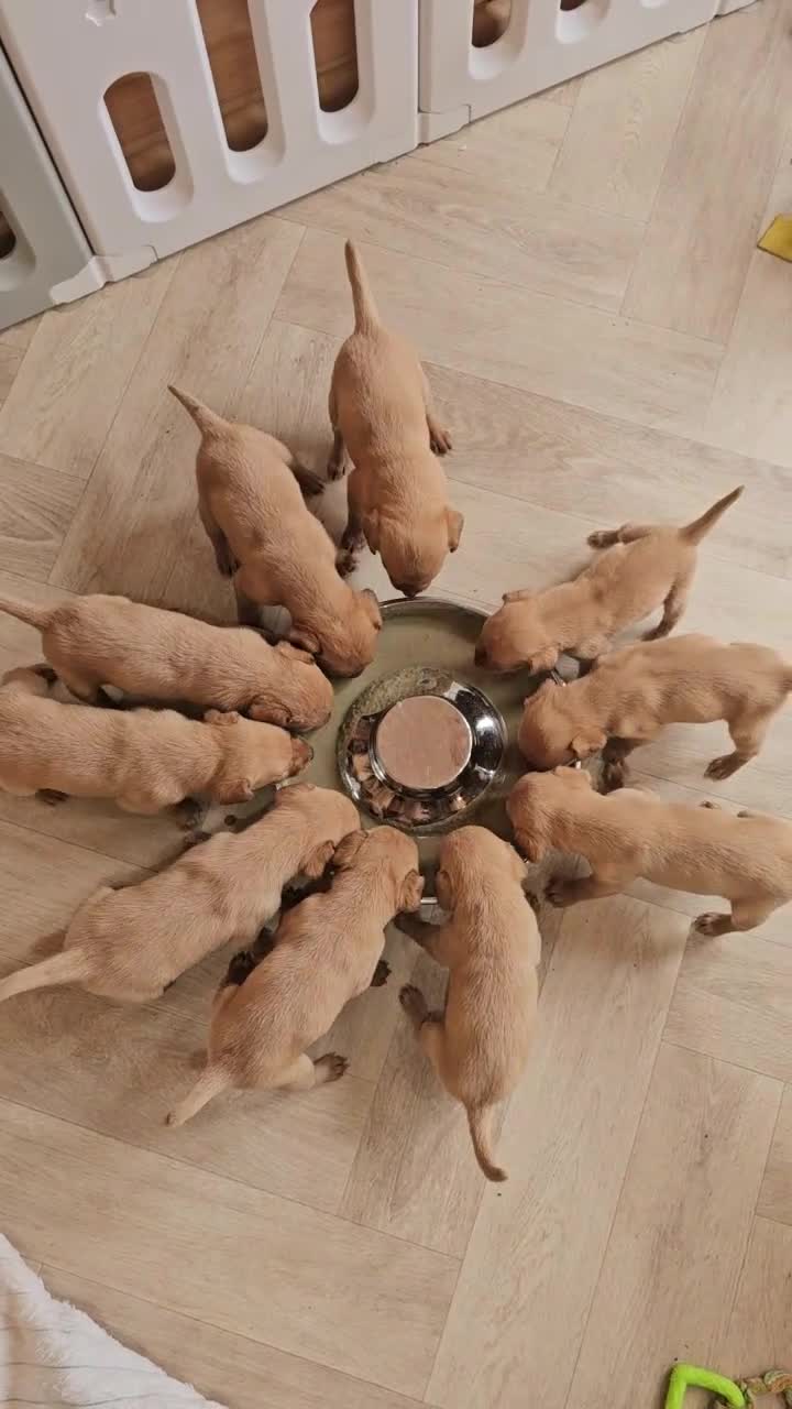 Labrador Retriever dogs for sale: THE LAST KC FOX RED GIRL READY TO LEAVE NOW  - Video 1