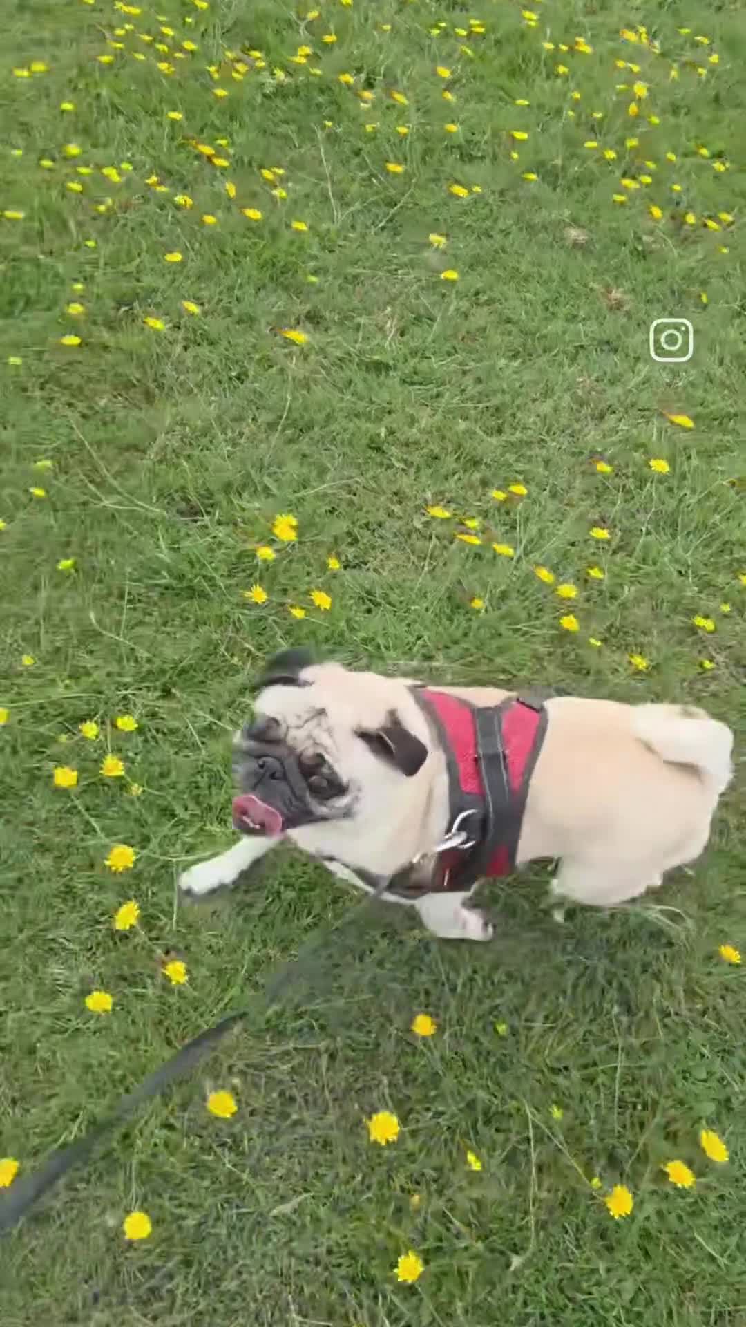 Pug dogs for sale:  🐾 Adorable Pug Looking for a New Home! 🐾 - Video 1