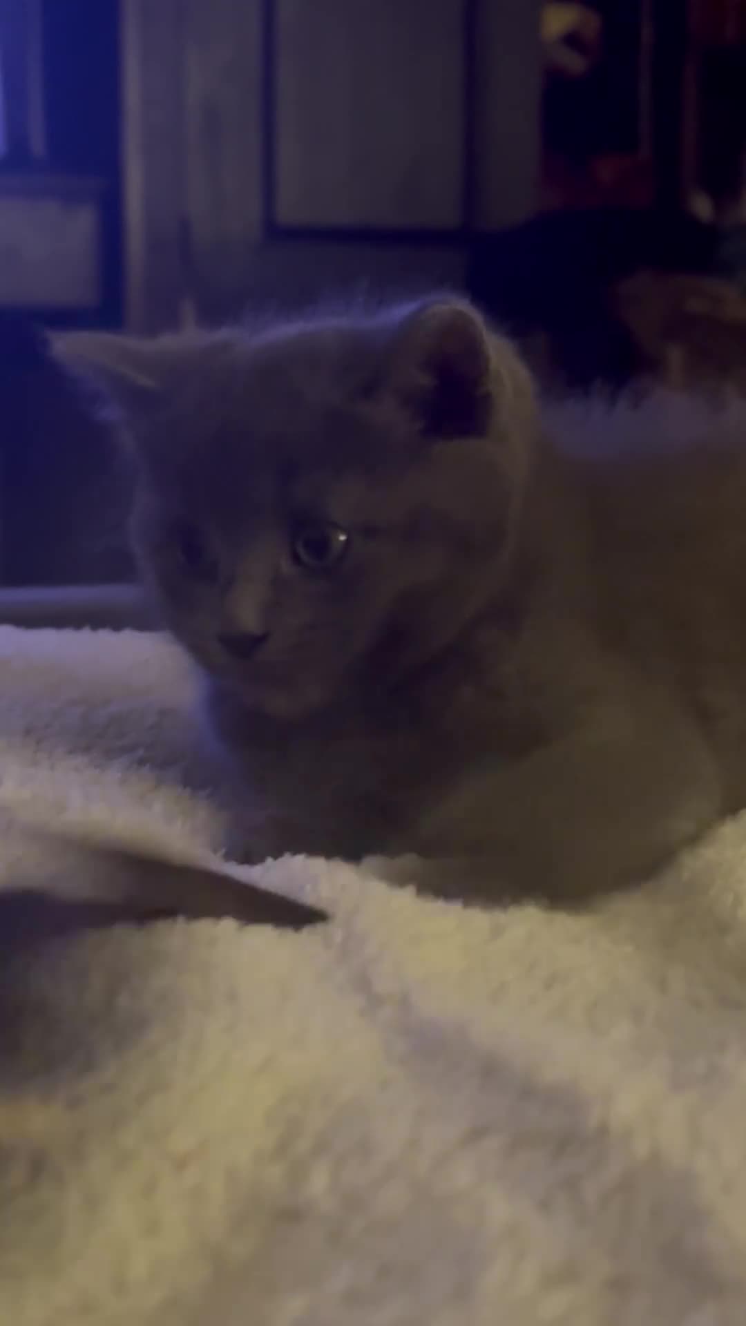 Ragdoll cats for sale: Ragdoll cross British blue kittens  - Video 1