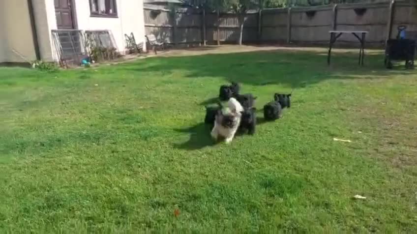 Mixed Breed dogs for sale: Poodle-Pekingese (peekapoo) pups. Fully vaccinated - Video 1