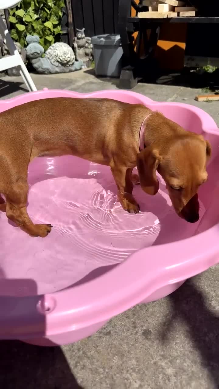 Miniature Dachshund dogs for sale: Miniature Dachshund  in Redruth - Video 1