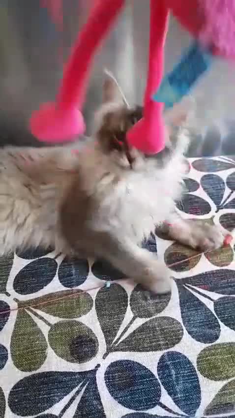 Maine Coon cats for sale: black smoke/polydactyl maine coonTICA kittens - Video 1