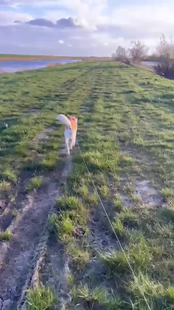 Mixed Breed dogs for adoption: LINDY – 2 years old, Female, Mixed Breed - Video 1