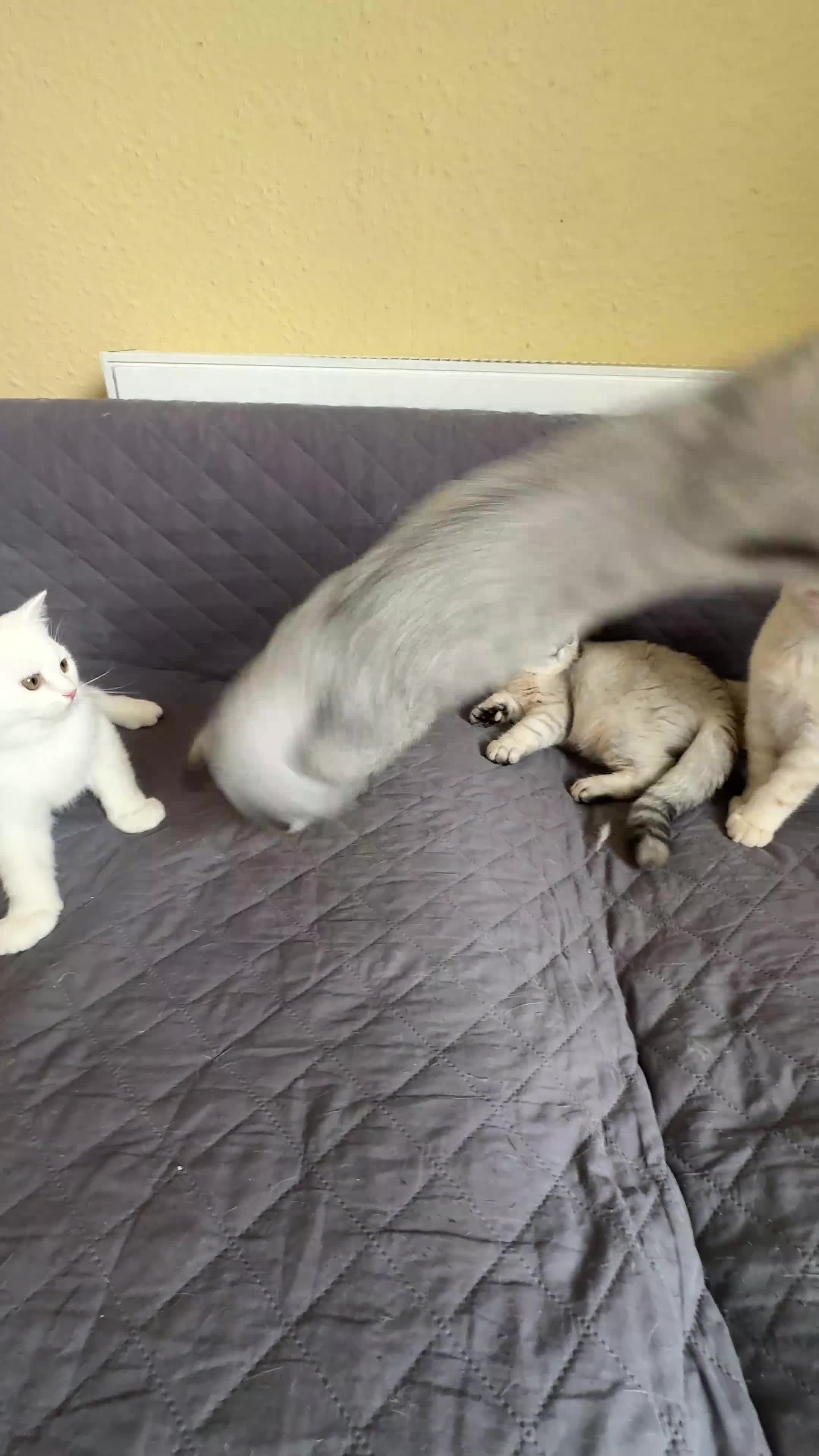 British Shorthair cats for sale: Gorgeous British Longhair & Shorthair Kittens - Video 3