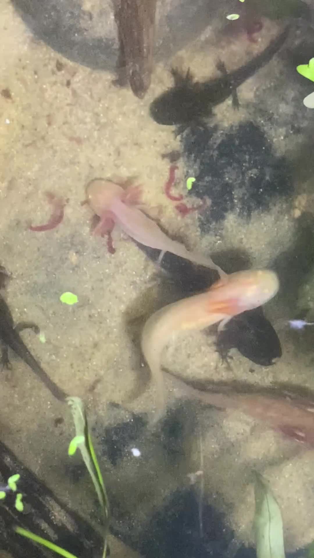 Axolotl reptiles for sale: Axolotl’s babies in Shifnal - Video 1