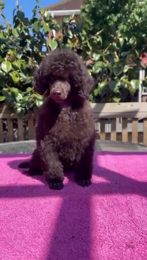 Miniature Poodle dogs for sale: Top Brown Miniature Poodles - Video 1