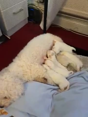 Mixed Breed dogs for sale: Stunning litter of Cavapoochon puppies - Video 1