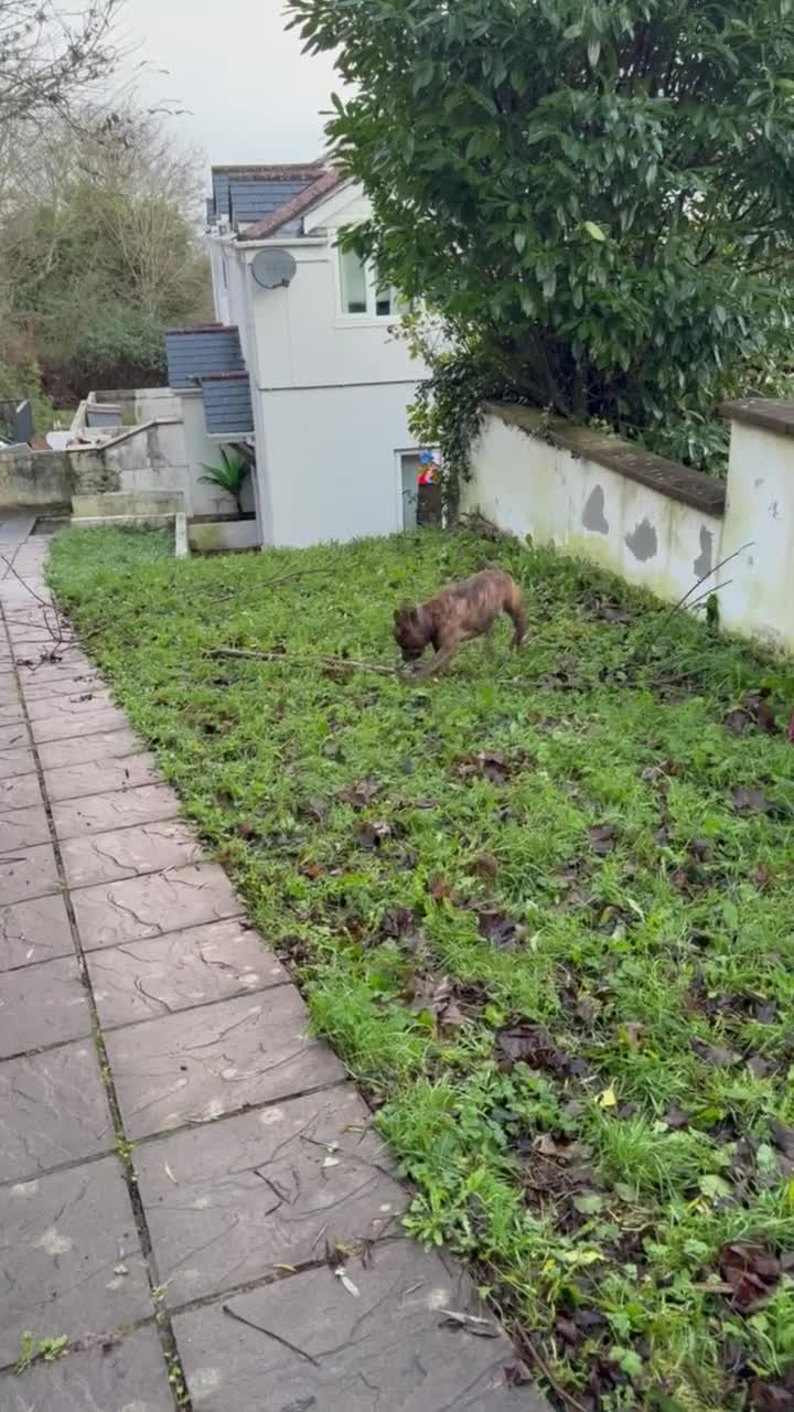 Mixed Breed dogs for sale: Dexter - American staffy x Staffy - Video 1