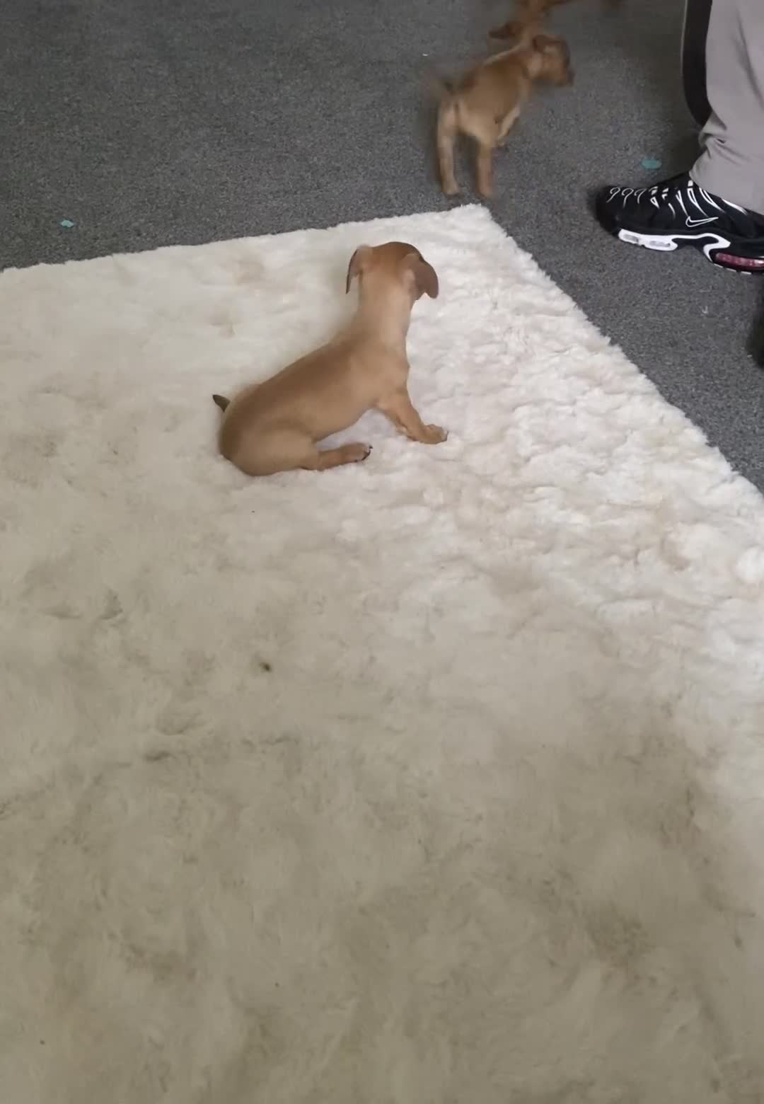 Mixed Breed dogs for sale: jack russell x daschound puppies  - Video 1