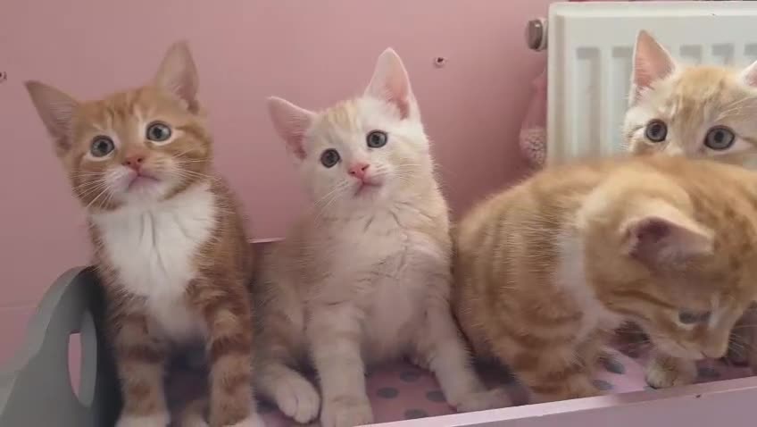 Maine Coon cats for sale: X MAINE COON  - Video 1