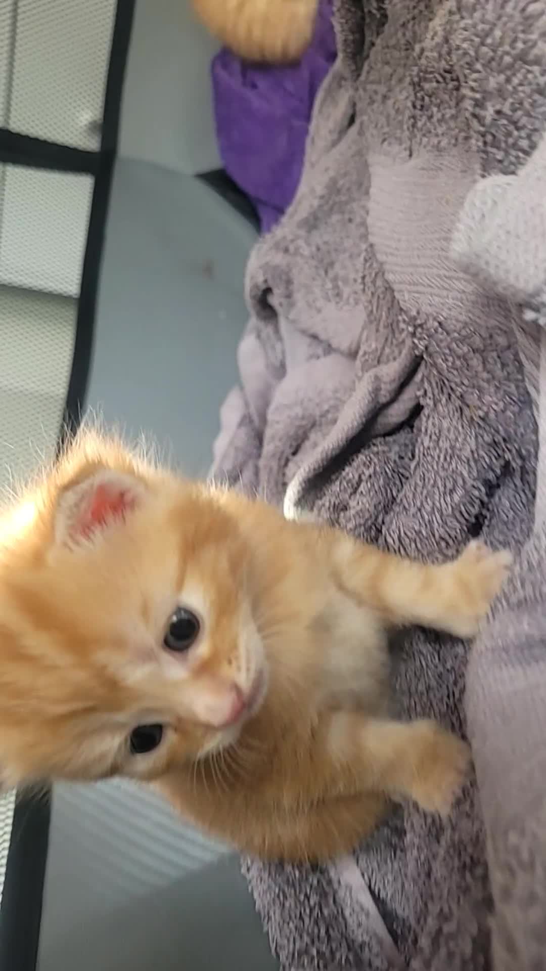 Mixed Breed cats for sale: 3 ginger male kittens, 1 black female kitten - Video 1