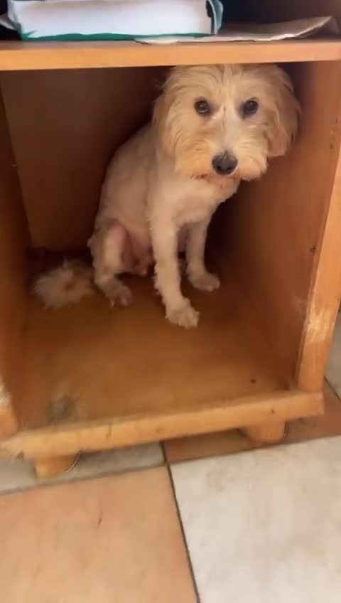 Tibetan Terrier dogs for adoption: Sweet Barney looking for LOVE - Video 2
