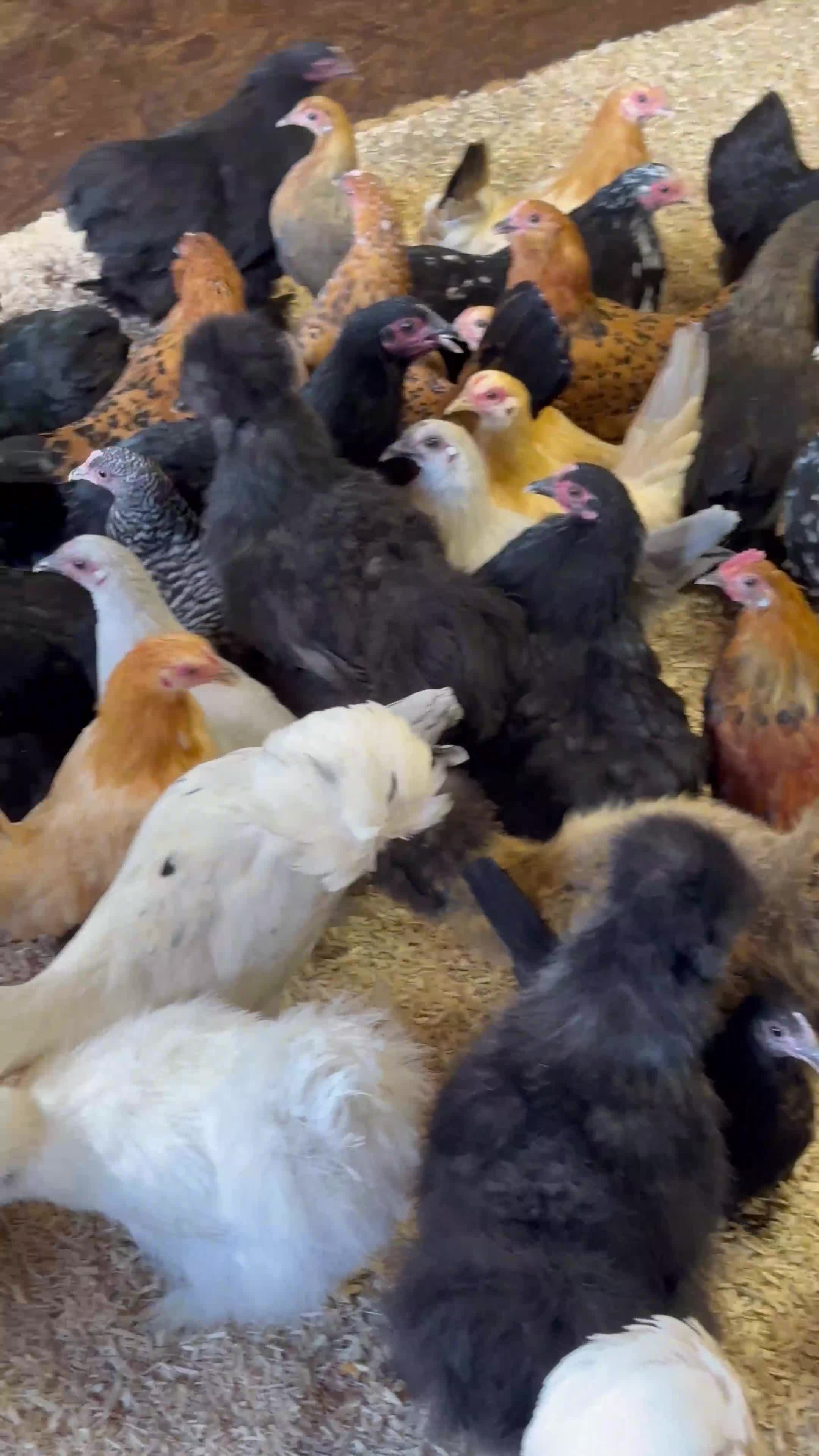 Chickens poultry for sale: Bantam hens at point of lay - Video 1