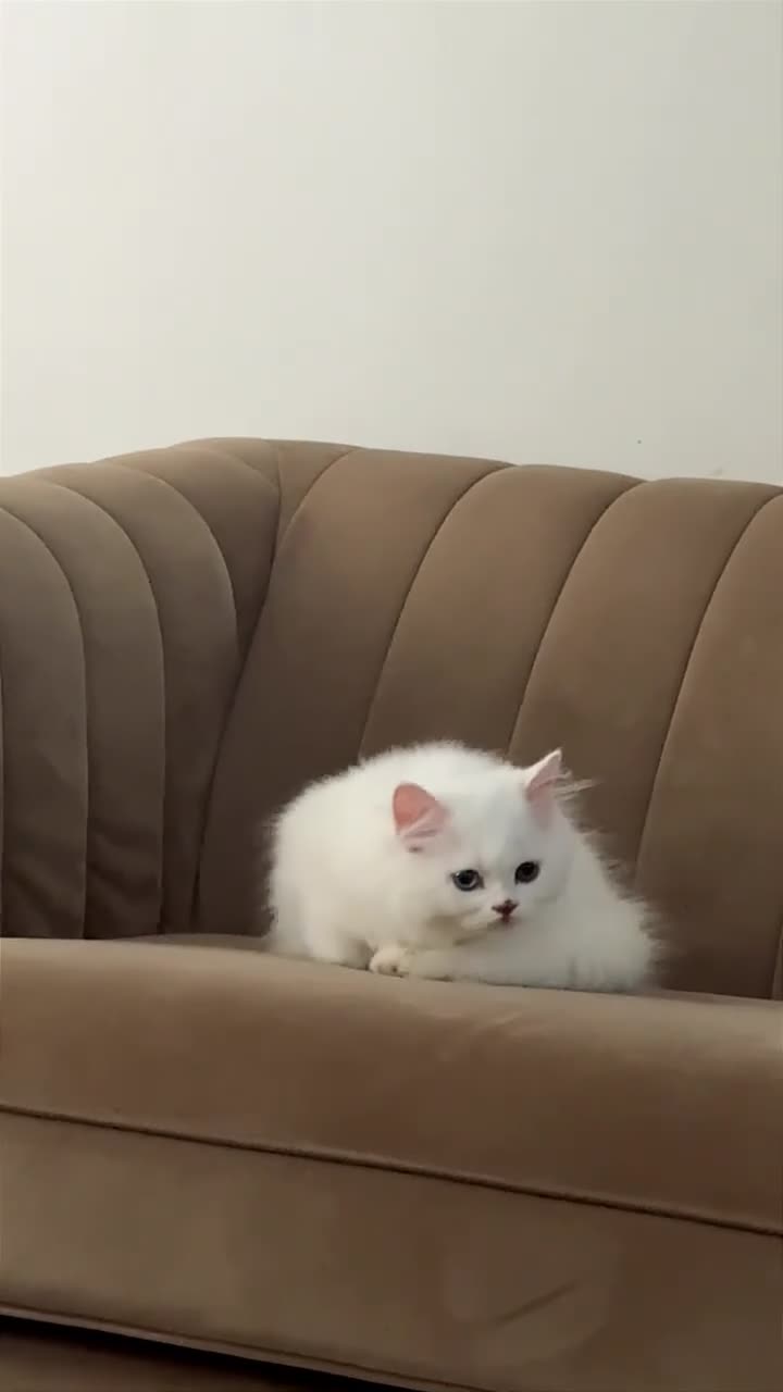 Persian cats for sale: Beautiful White Persian Kitten 12 Weeks Old  in Swansea - Video 2