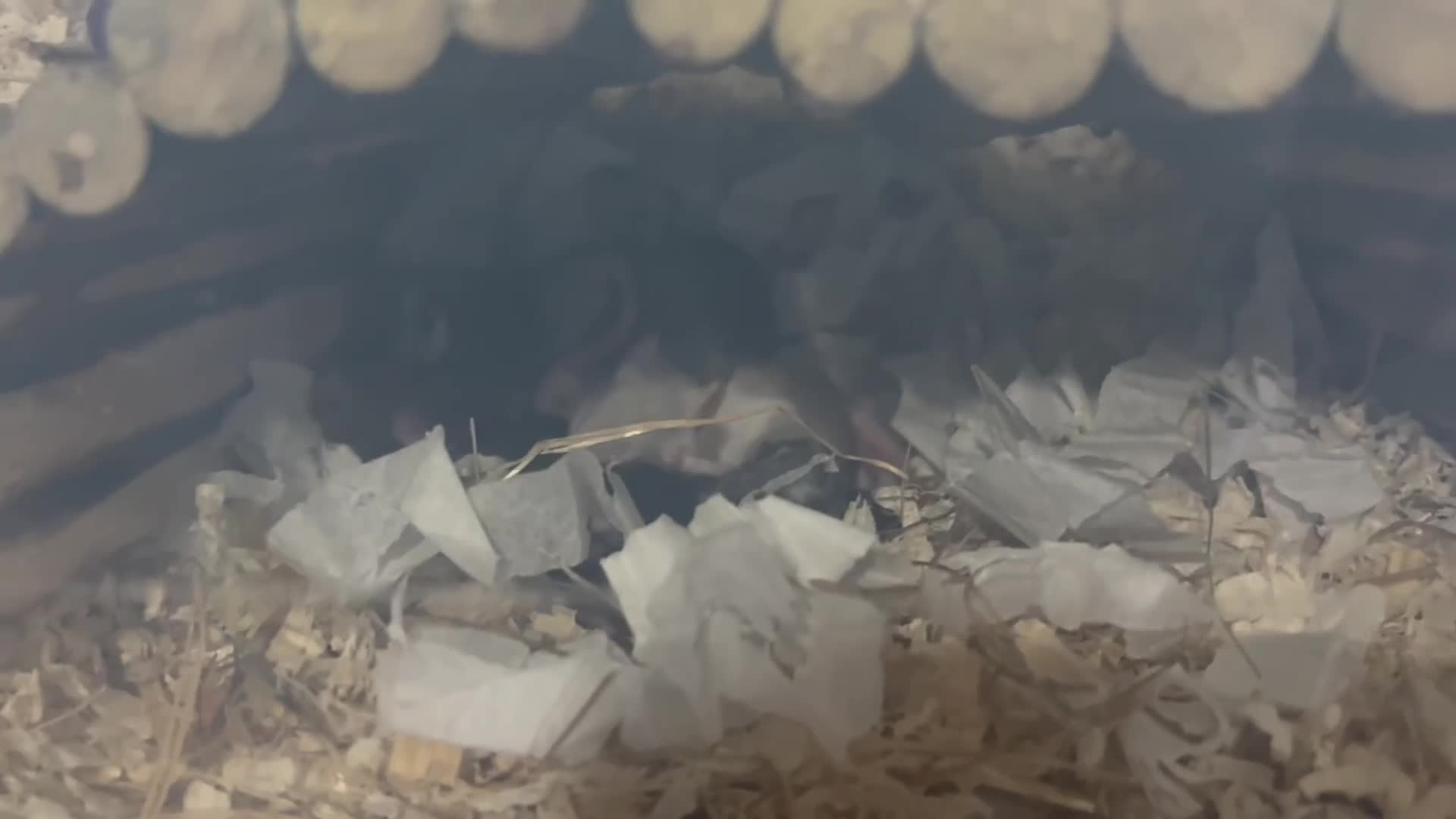 Mouse rodents for sale: Mixed fancy  mice - Video 2