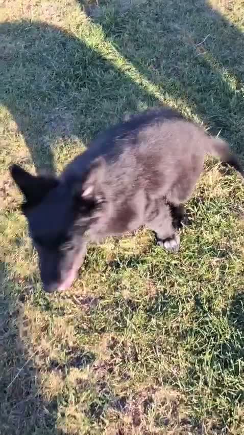 Mixed Breed dogs for sale: Border Collie x German Shepherd - Video 1