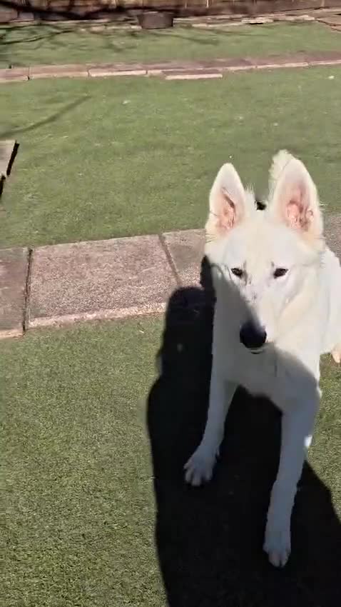White Swiss Shepherd dogs for sale: Stunning female - Video 2
