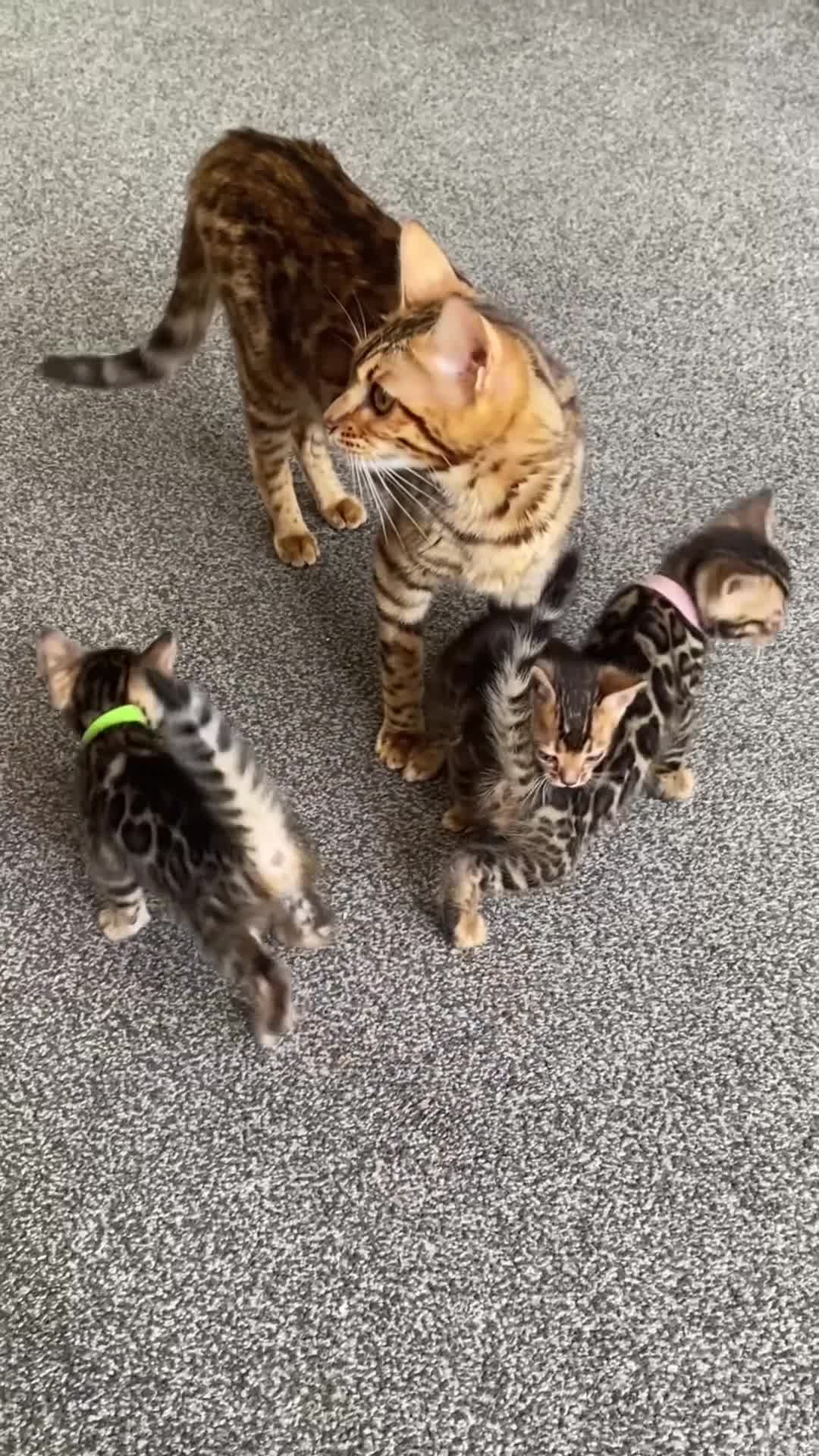 Bengal cats for sale: Absolutely beautiful pure bengals - Video 2