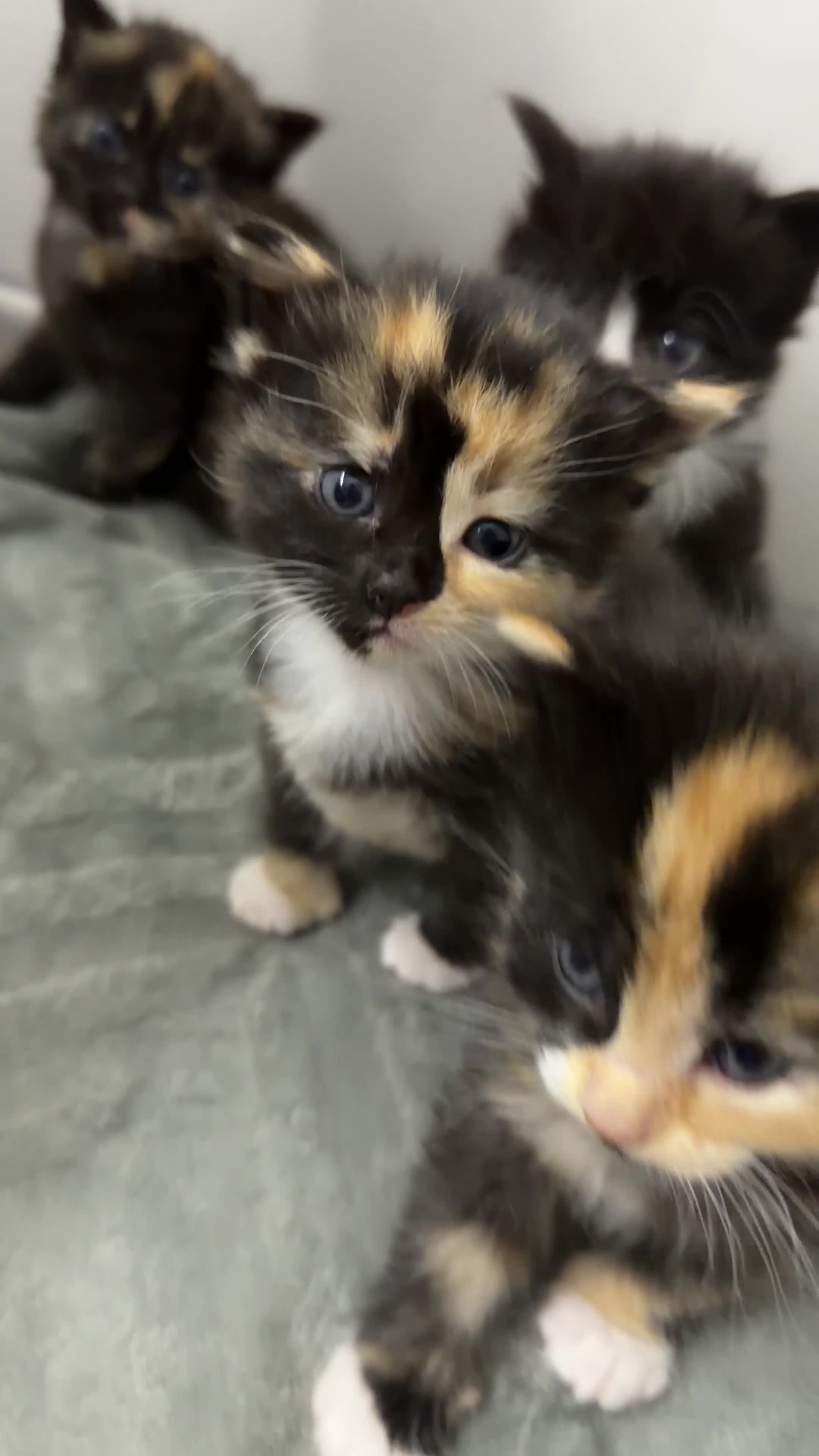 Mixed Breed cats for sale: Beautiful Kittens for Sale – Ready Soon 🐾 - Video 3