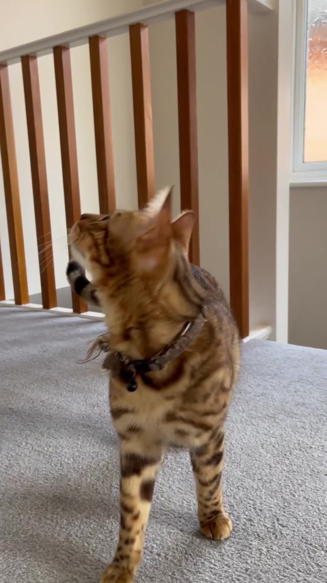 Bengal cats for sale: Bengal Cat For Sale - Video 2