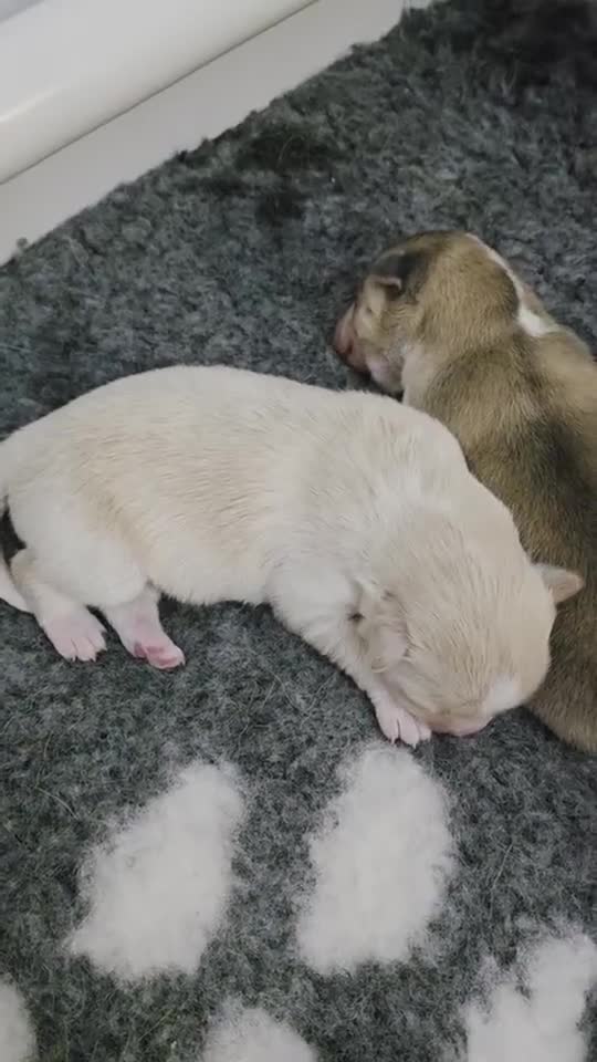 Pomsky dogs for sale: Pomsky puppies with Husky masks  - Video 1