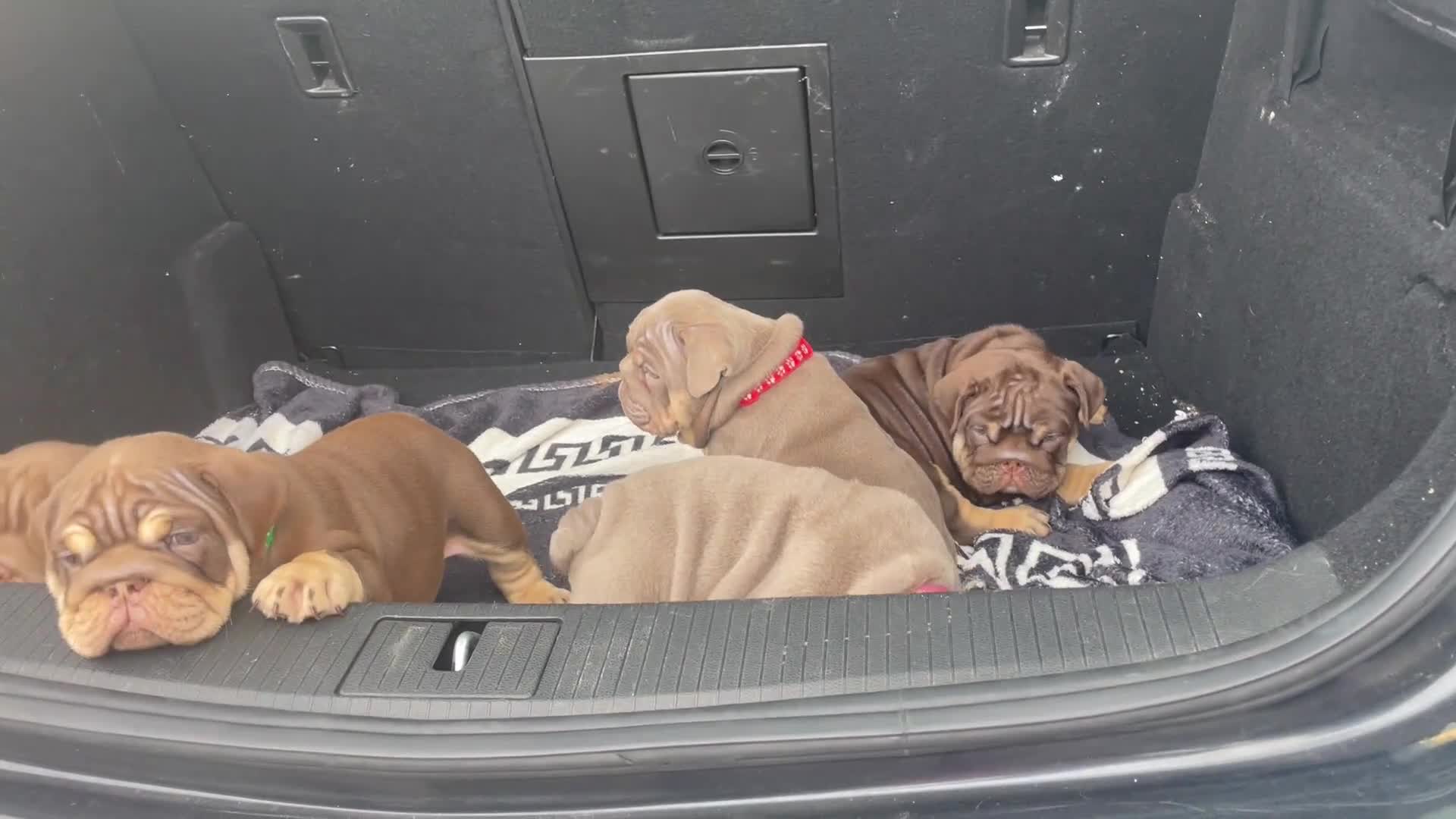 English Bulldog dogs for sale: Quality English bulldogs  - Video 1