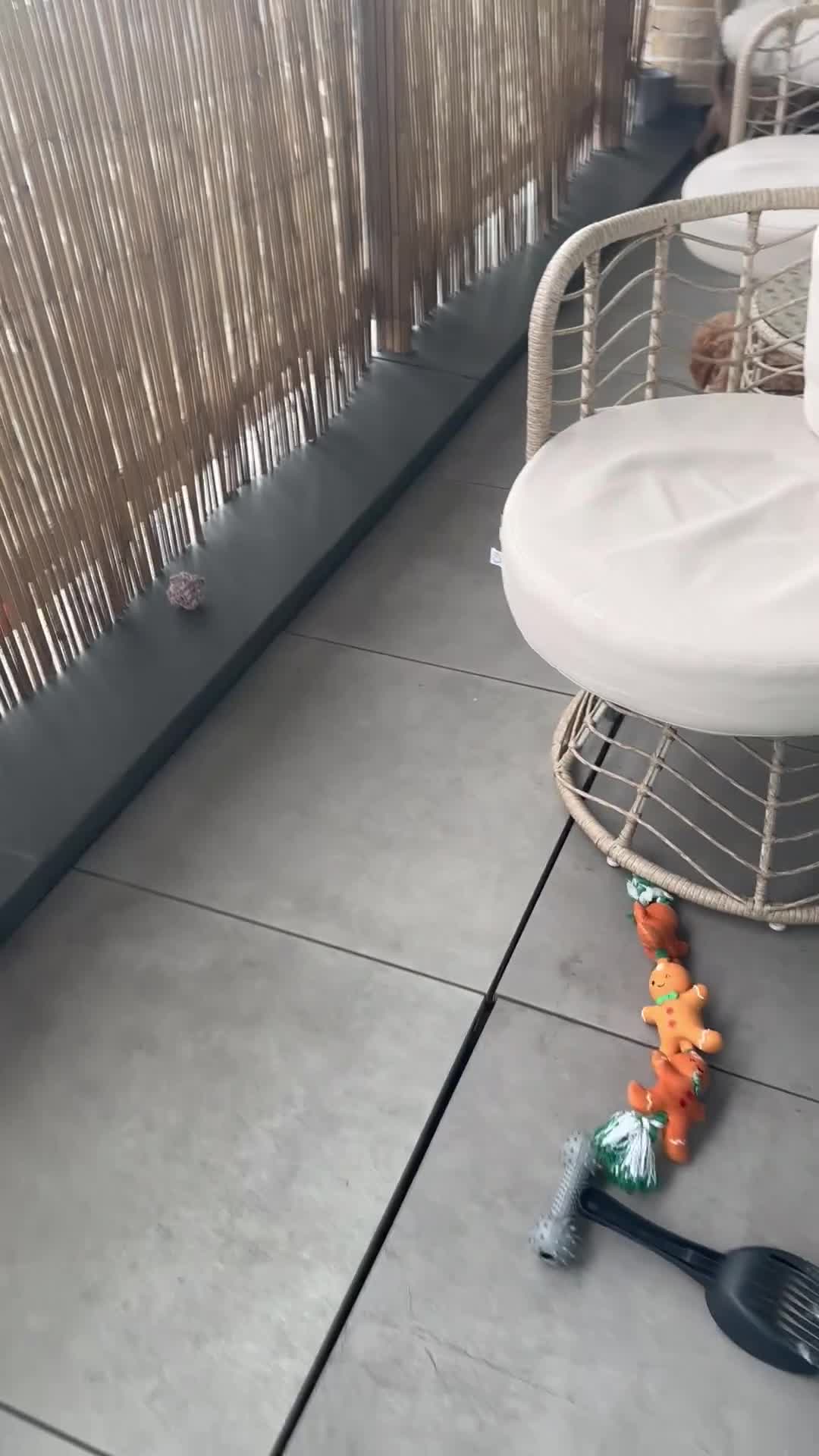 Cockapoo dogs for sale:  ✨🐶 Gorgeous female cockapoo puppy🐶✨ - Video 1