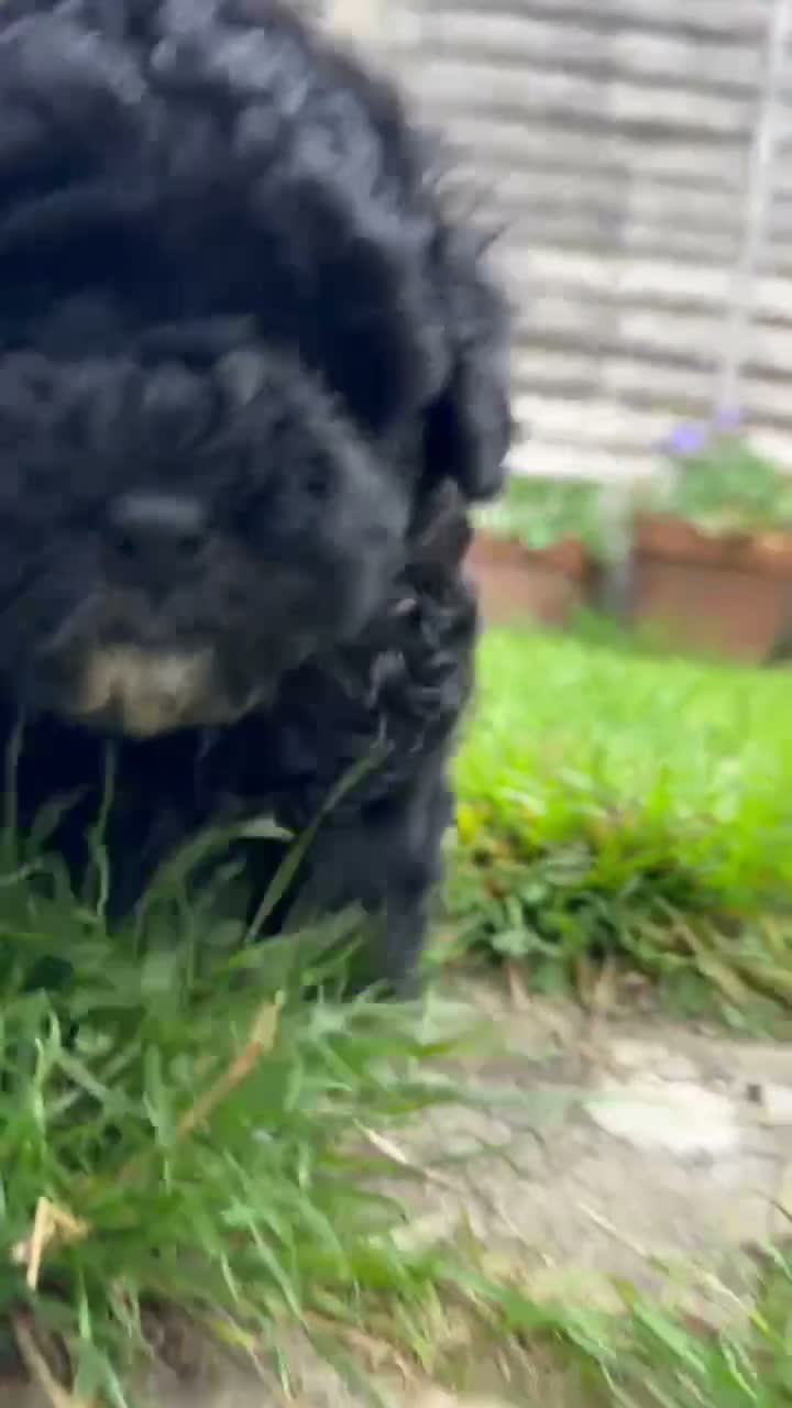 Shihpoo dogs for sale: Shih poo girl x1 black  - Video 1