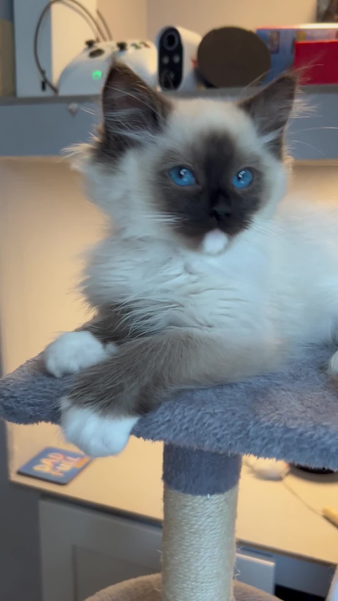 Ragdoll cats for sale: Ragdoll kittens one boy left seal mitted. - Video 1