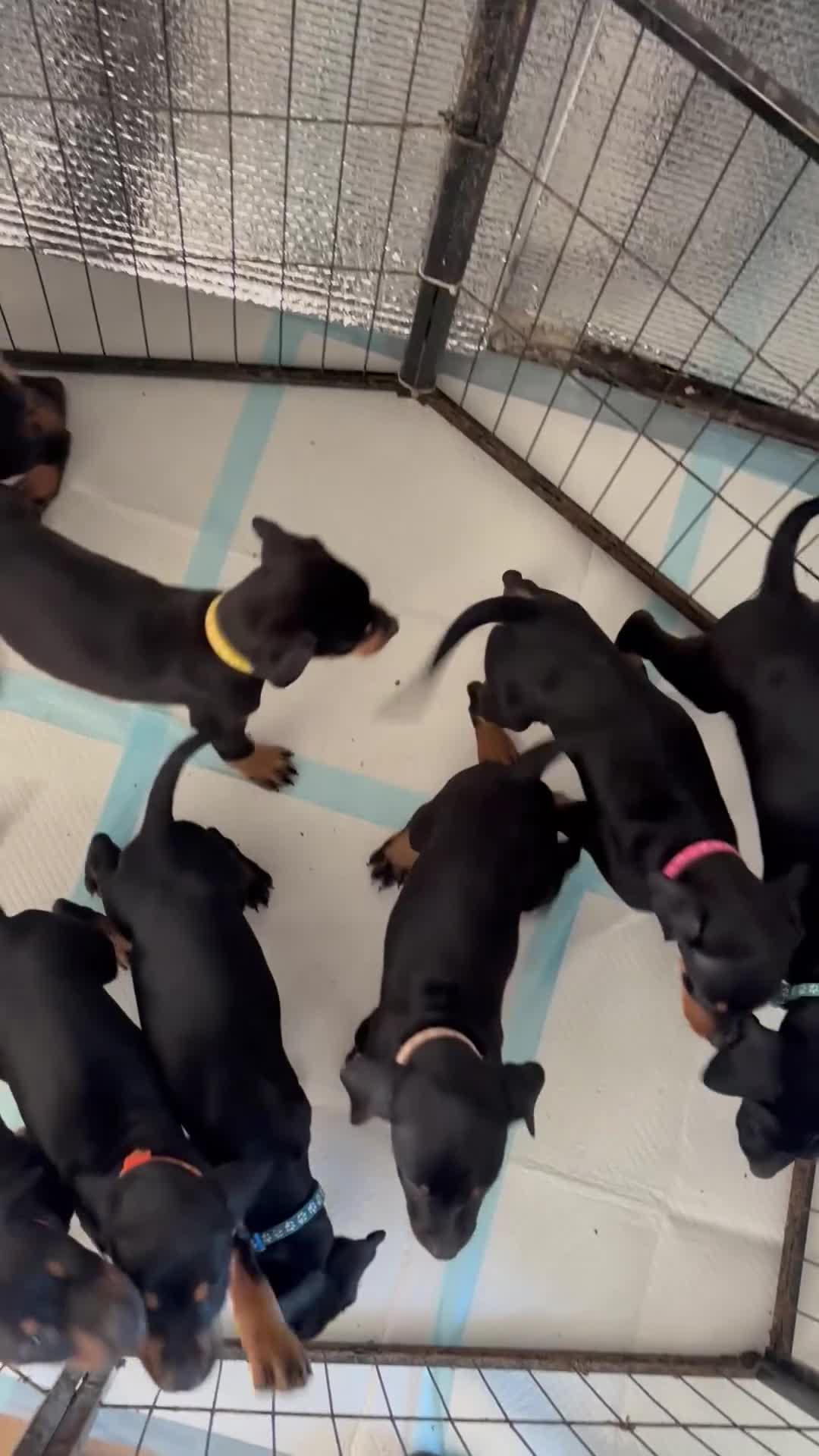 Dobermann dogs for sale: Doberman Puppies in Liverpool - Video 1