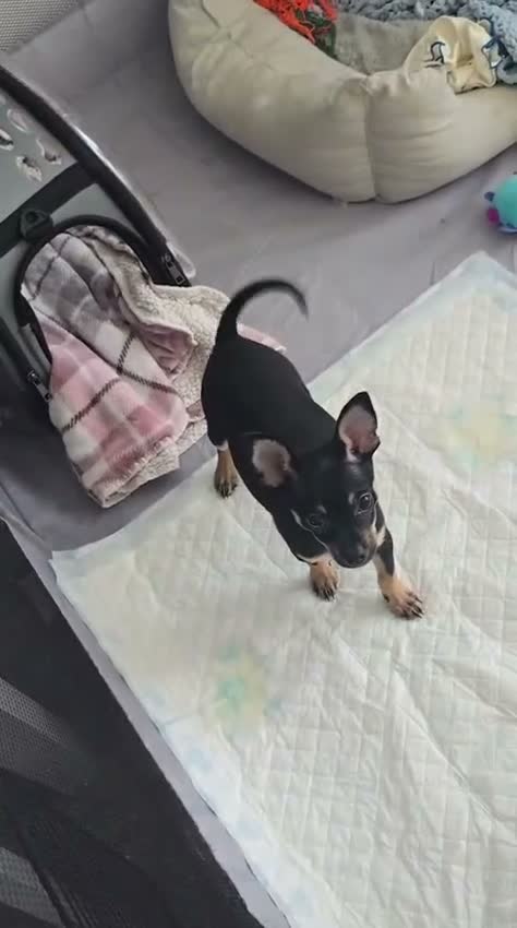 Russian Toy Terrier dogs for sale: Rare black russian toy. - Video 1
