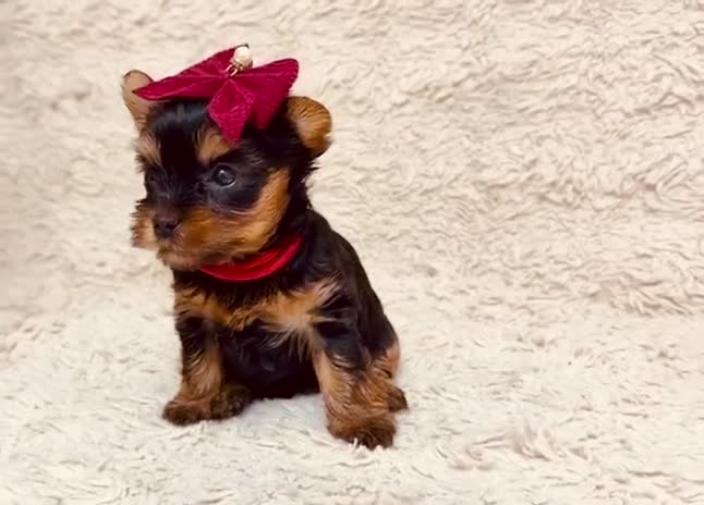 Yorkshire Terrier dogs for sale: True Mini Yorkie Puppies - Video 3