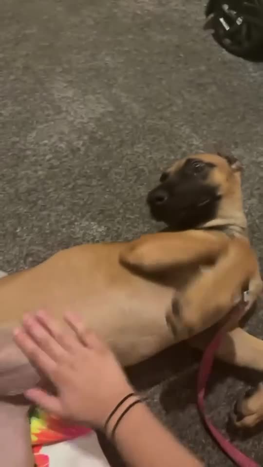 Belgian Shepherd Dog dogs for sale: Luna  - Video 1