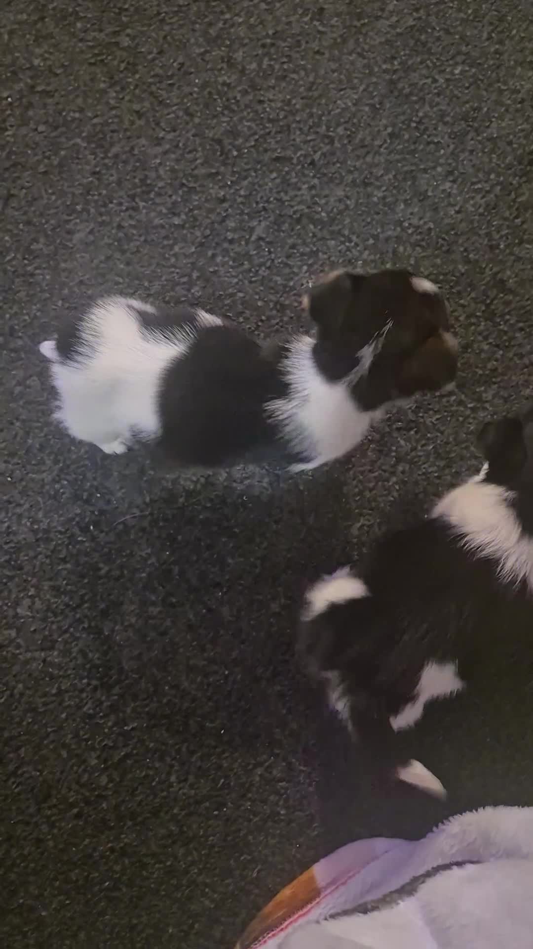 Jack Russell dogs for sale:  3 x Jack russel puppies - Video 1