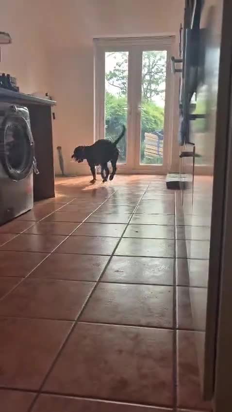 Mixed Breed dogs for adoption: 💙PO💙 5 yo boy- gentle, kind and loving soul in Worthing - Video 1