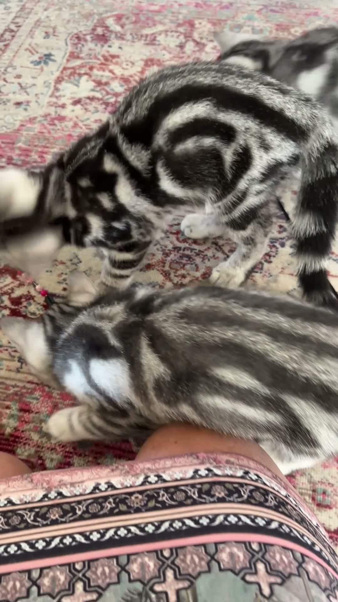 British Shorthair cats for sale: Silver tabby British shorthair Kittens  - Video 1