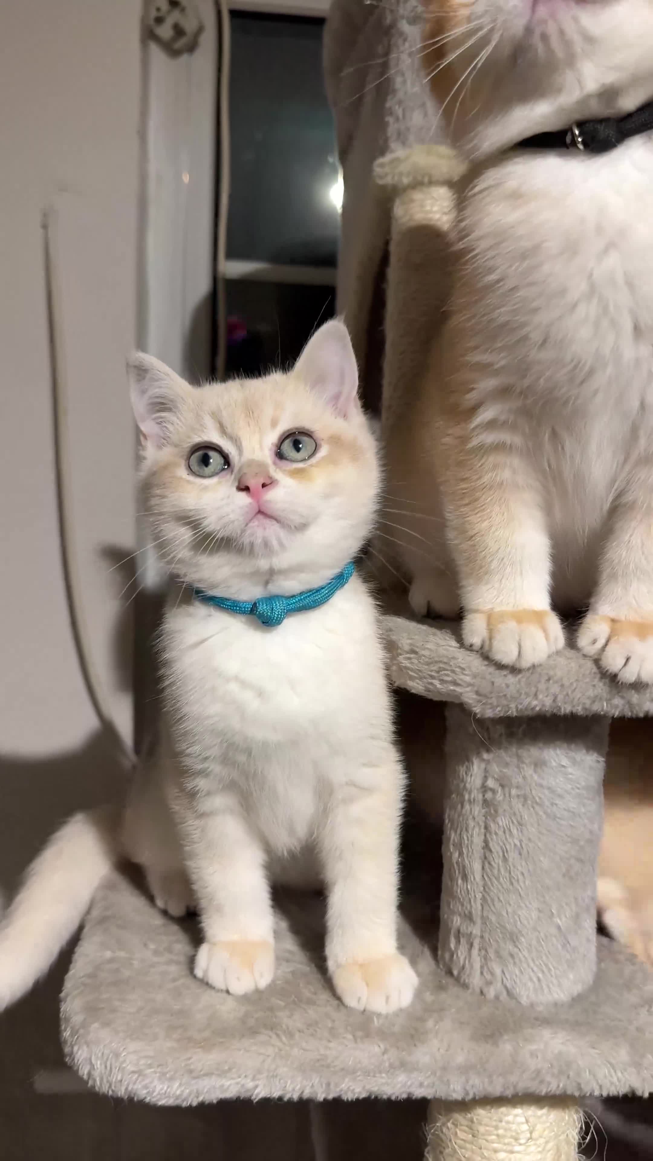 British Shorthair cats for sale: ⭐️Golden and Blue Golden Chinchilla kittens⭐️ - Video 3