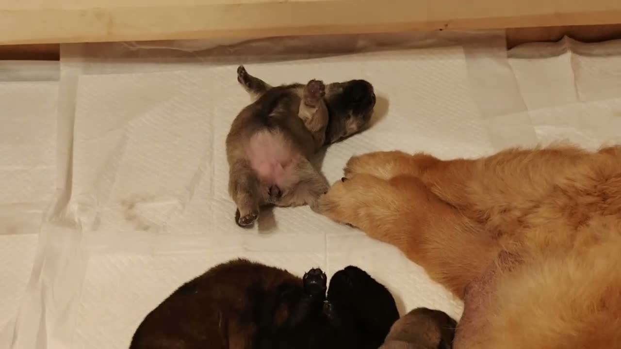 Chow Chow dogs for sale:  Beautiful Chow Chow Puppies – KC Registered 🐻 - Video 1