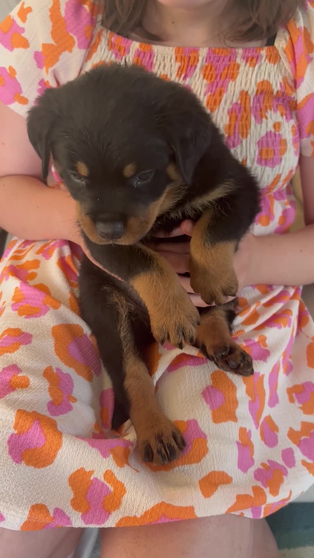 Rottweiler dogs for sale: Stunning litter of Rottweiler babies  - Video 4