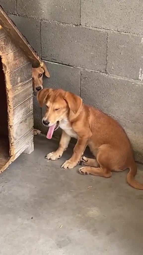 Mixed Breed dogs for adoption: Dinmont, 4 months approx. Available for adoption. - Video 2