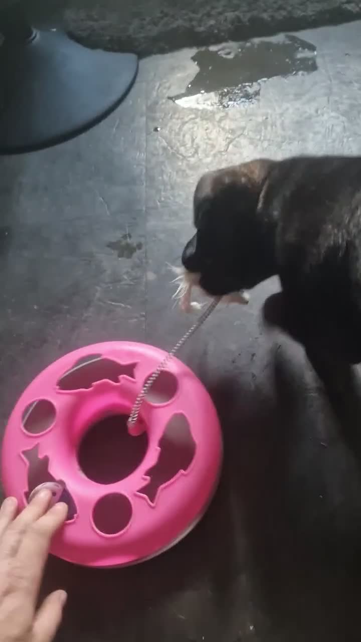 Mixed Breed dogs for sale: AVALIABLE husky cross staff  in Manchester - Video 2