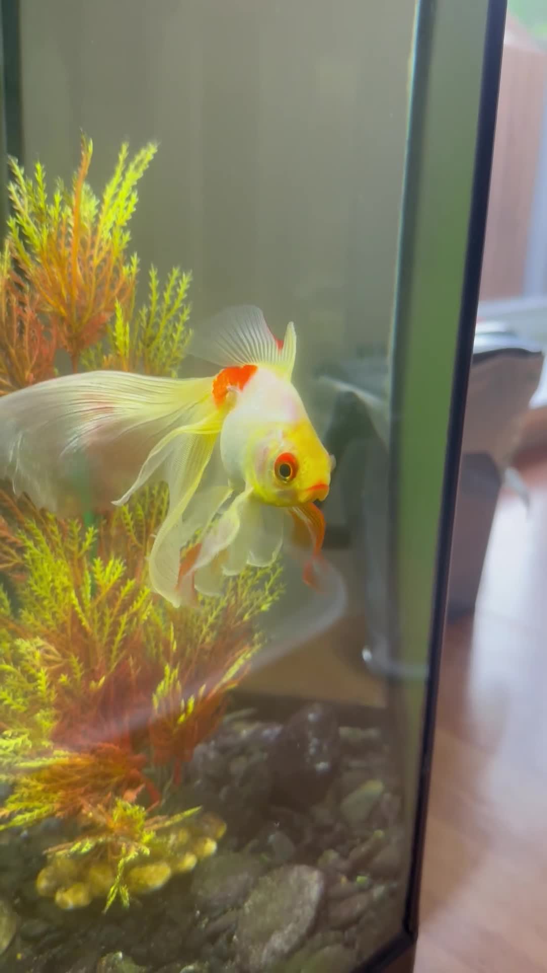 Fancy Goldfish fish for sale: Fancy Goldfish for Rehome in Guildford - Video 1