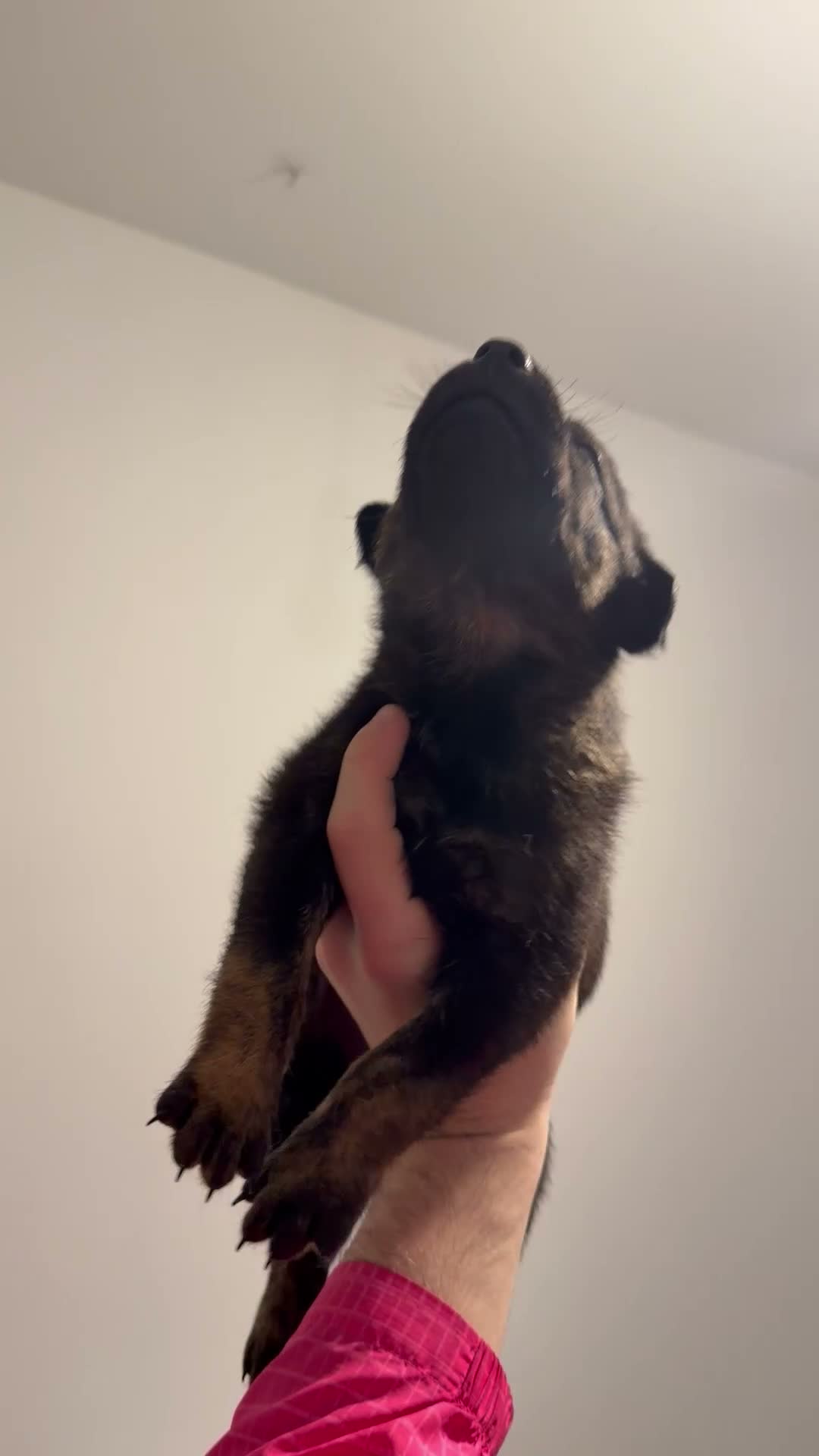 Belgian Shepherd Dog dogs for sale: Last 3 males left working line Mali pups reduced - Video 5