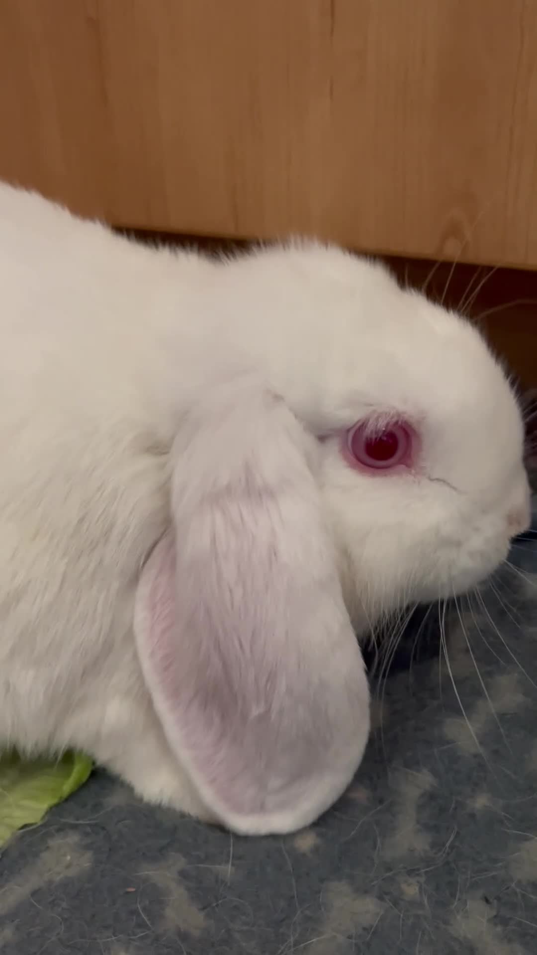 Mini Lop rabbits for sale: Lovely Mini Lop Babies - Video 2