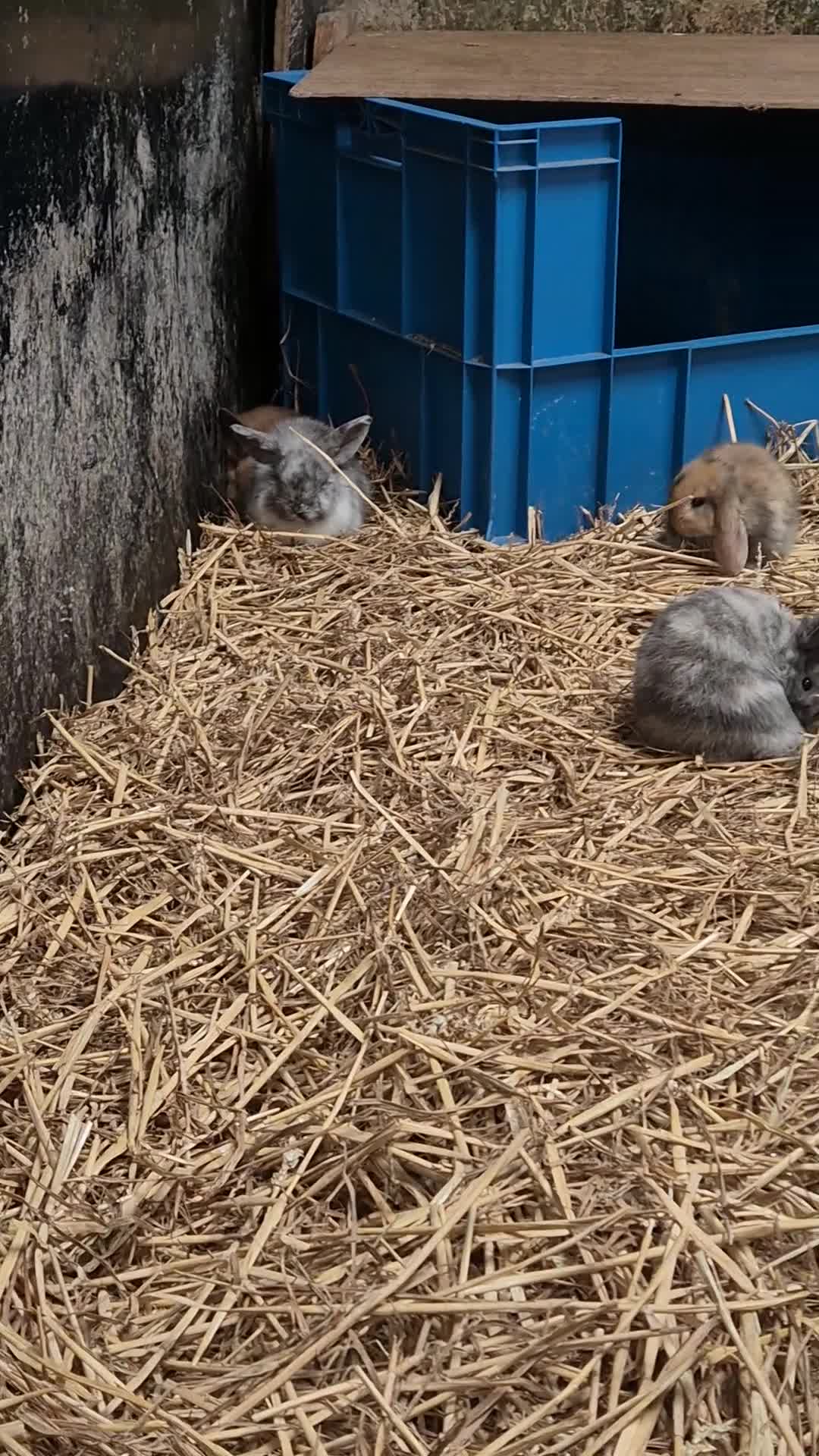 Mini Lop rabbits for sale: Mini Lop Bunnies - Video 1