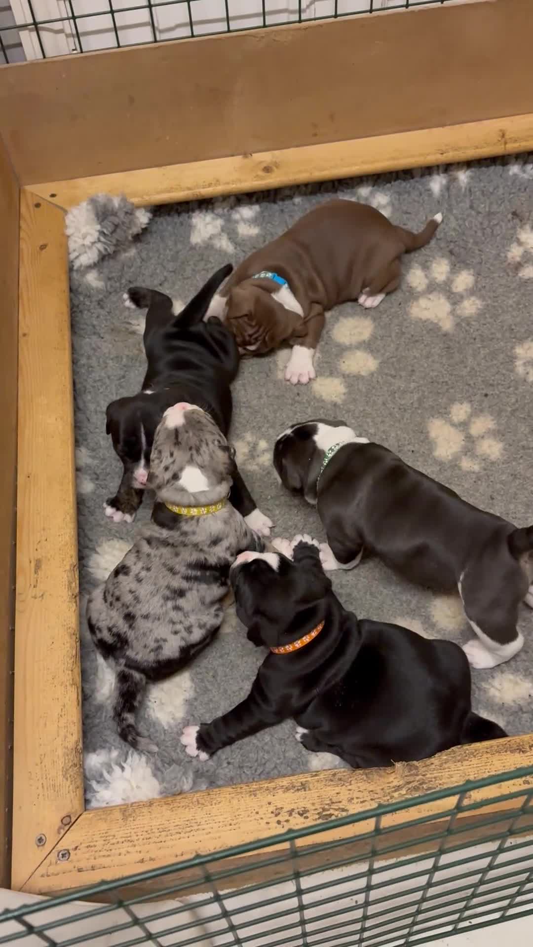 Mixed Breed dogs for sale: Mixed breed bulldog puppies - Video 4