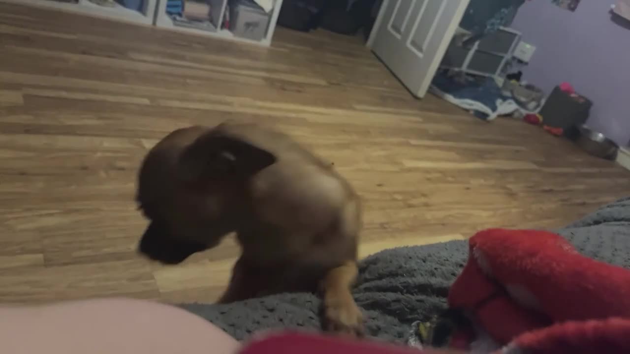 Chihuahua dogs for sale: Bingo - Video 1