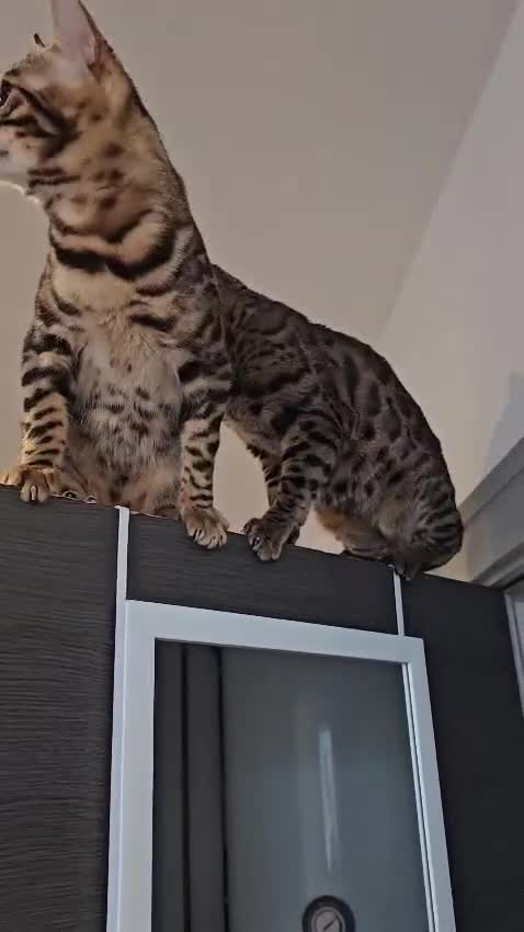 Bengal cats for sale: Stunning Bengal Boys Simba & Tiger 🐾🤎 - Video 2
