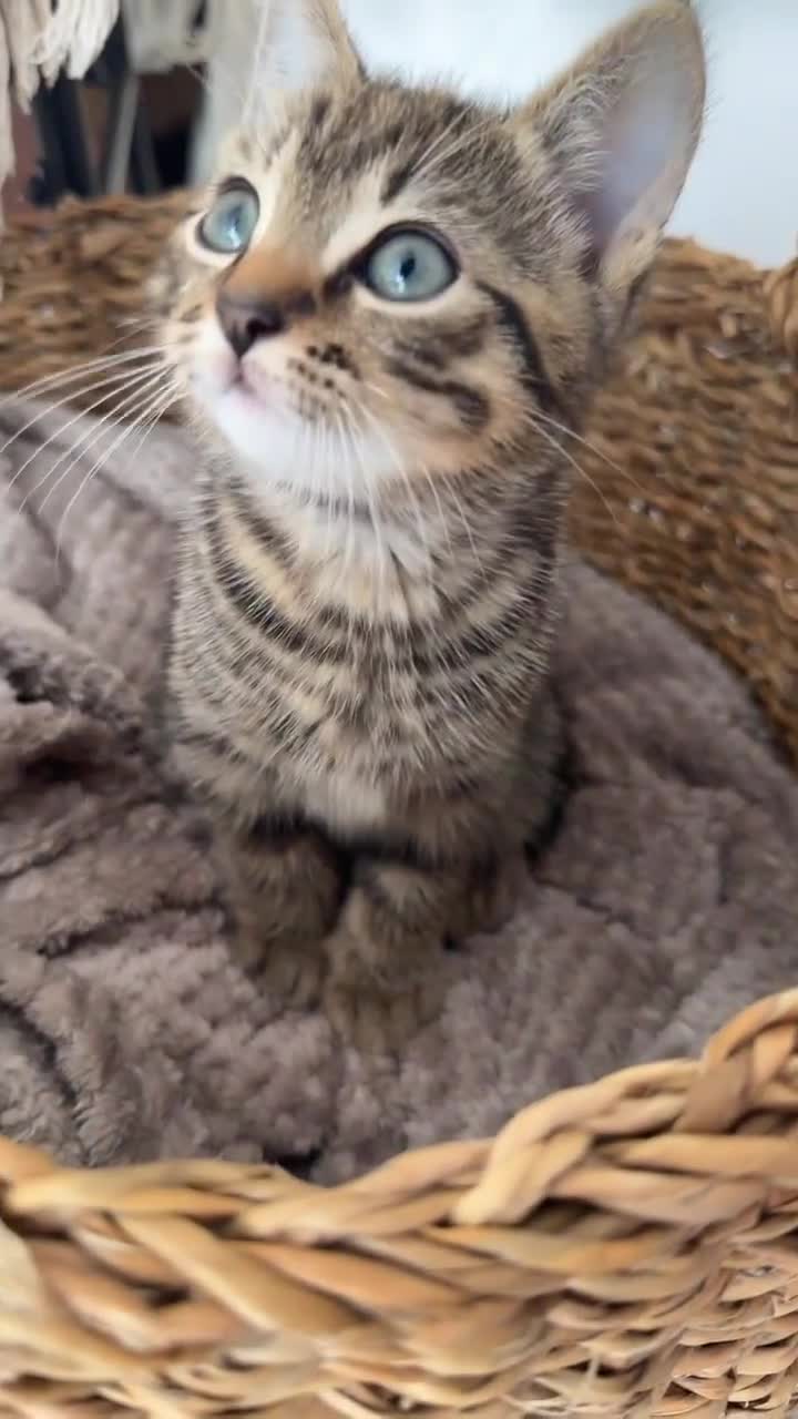British Shorthair cats for sale: British short haired pedigree cross tabby kittens  - Video 1